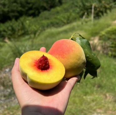 怀化高山锦绣黄桃2-3个尝鲜