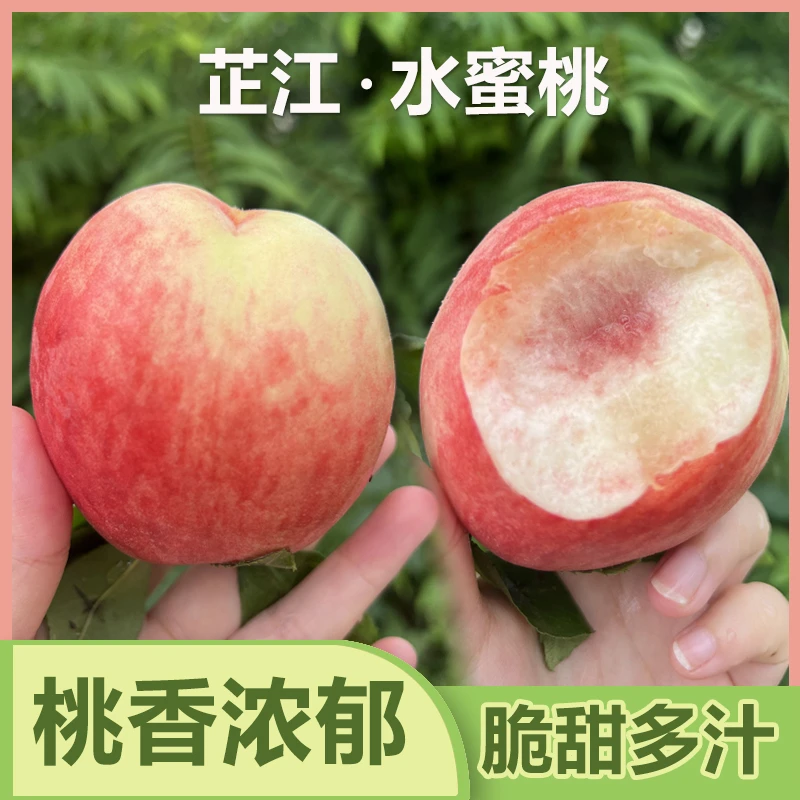 湖南怀化芷江水蜜桃子香脆甜苹果桃儿童孕妇新鲜当季水果现摘现发