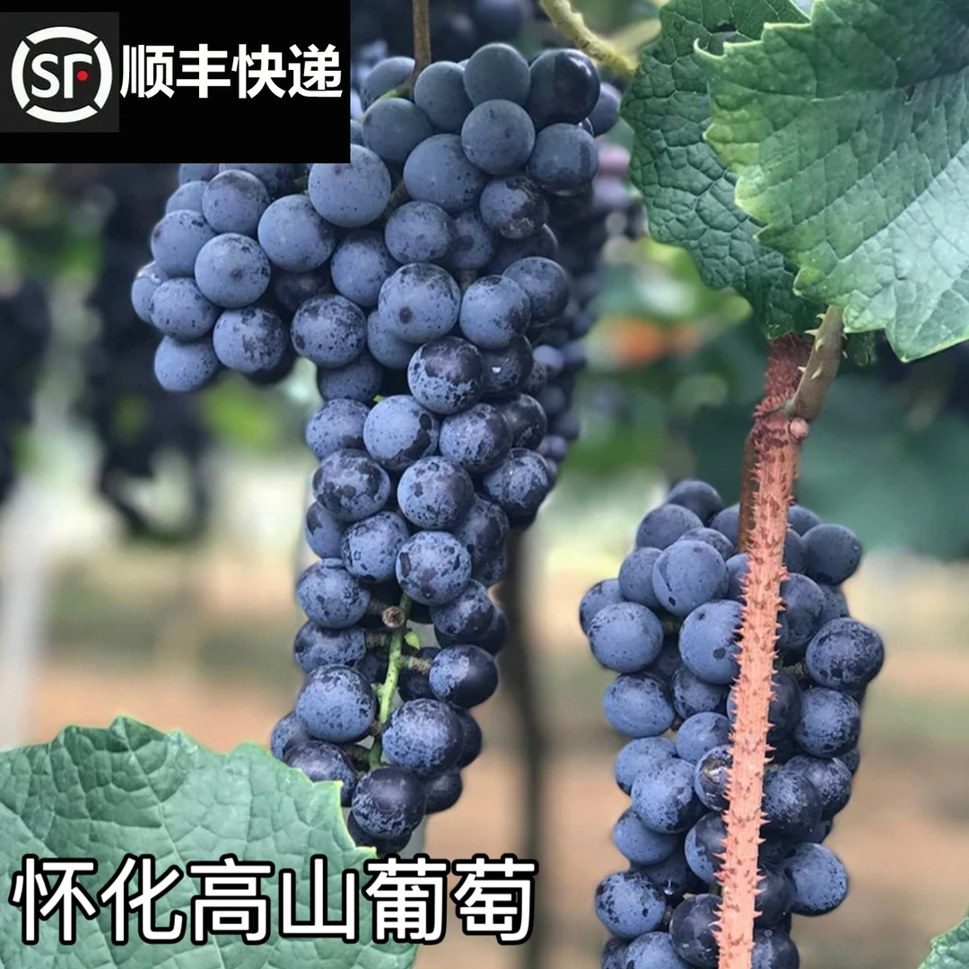 【顺丰包邮】湖南怀化桐木高山刺葡萄黑紫葡萄珍珠湘西山葡萄可酿酒