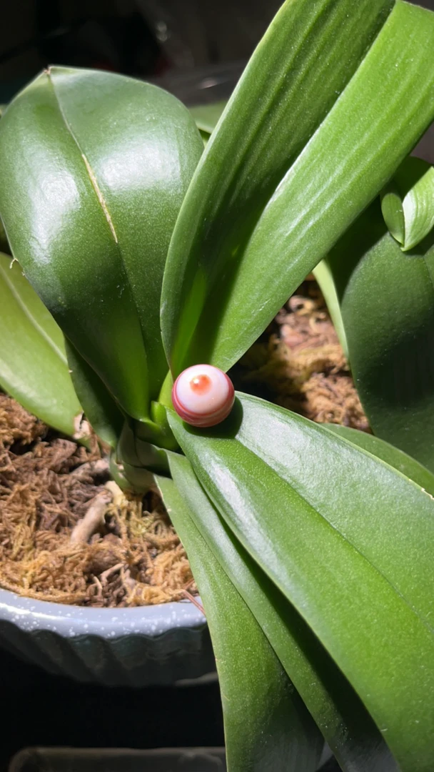 南红14mm+缠丝配珠