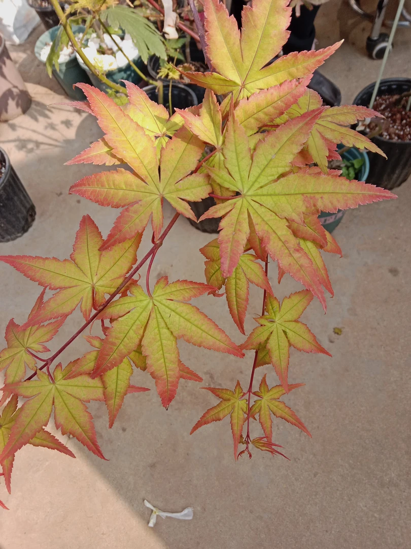 流泉枫树园庭院阳台植物观赏红枫