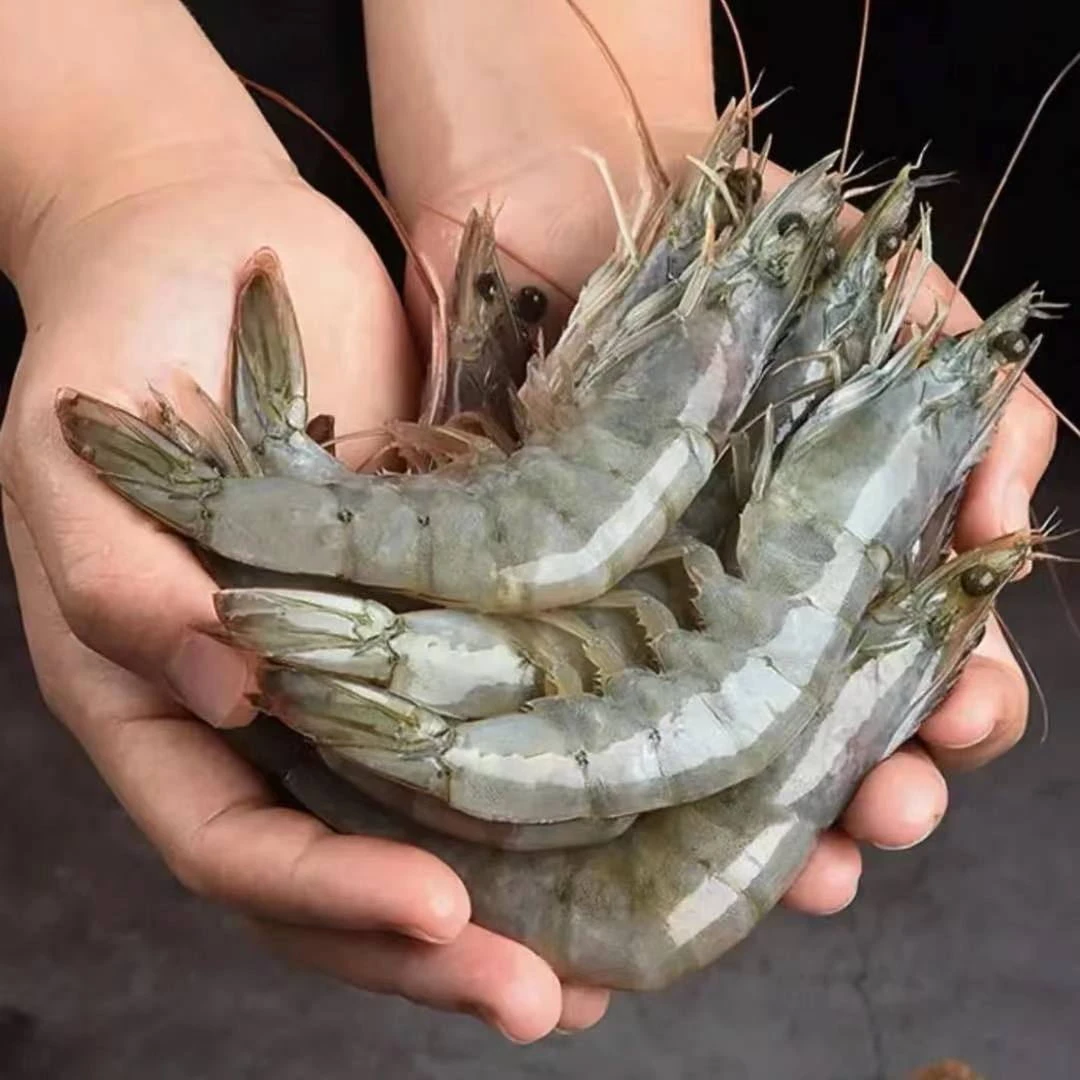 日照本地海洋大虾  虾肉鲜嫩 美味鲜香30-40