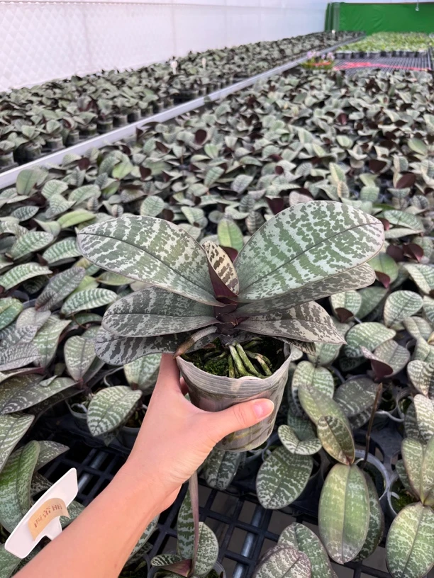 蝴蝶兰实生西雷利3.5寸大壮苗已出花剑顺丰发货