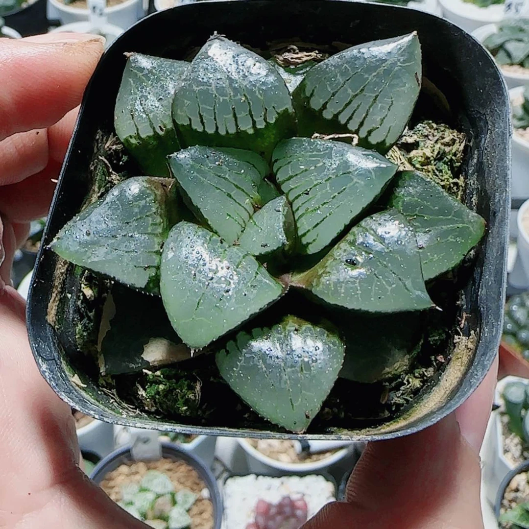 【闪购商品】清**月日月潭寿