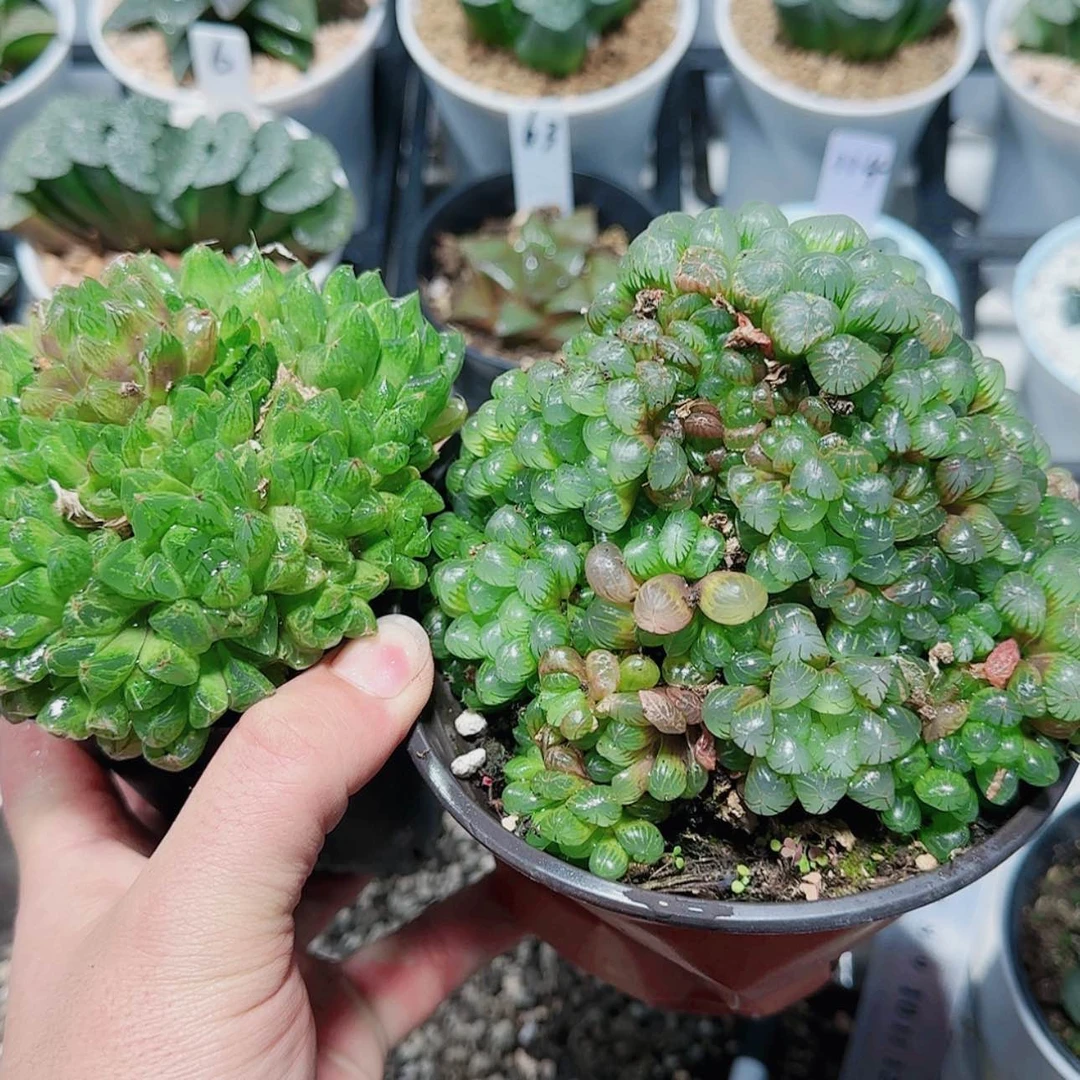 【闪购商品】风****1两颗群生玉露多肉
