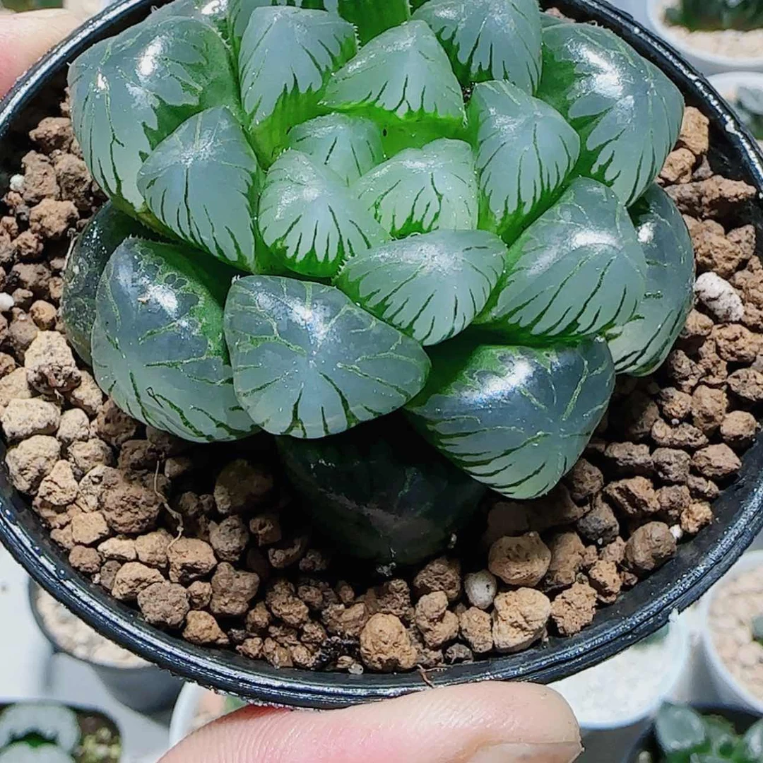 【闪购商品】秋孔明灯多肉