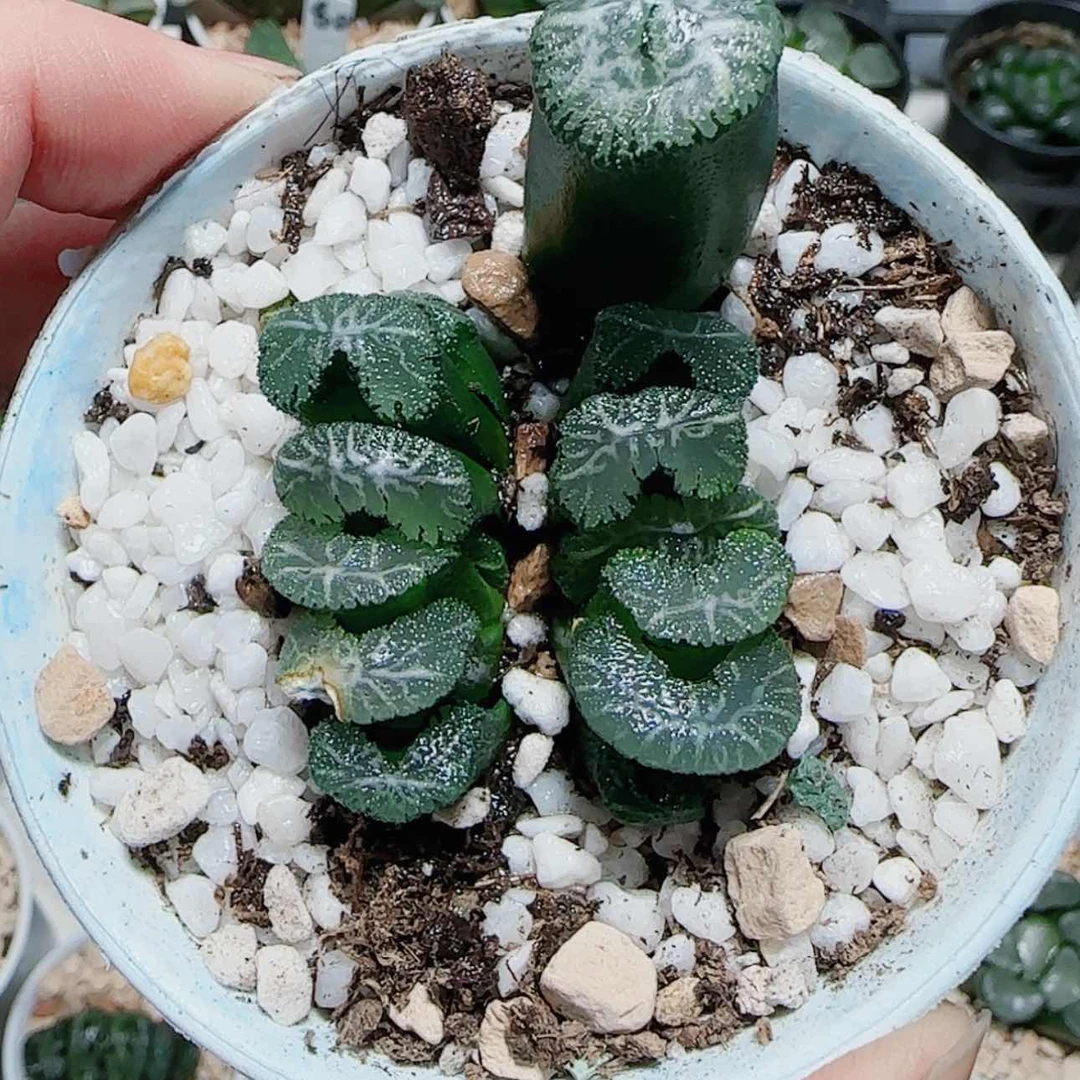 【闪购商品】任***子双排火山玉扇多肉