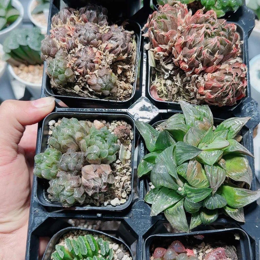【闪购商品】@***李八盆多肉