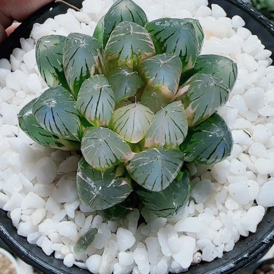 【闪购商品】桃***子霓虹灯