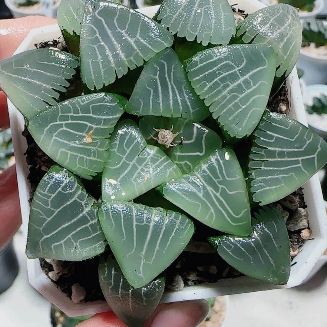【闪购商品】十方克