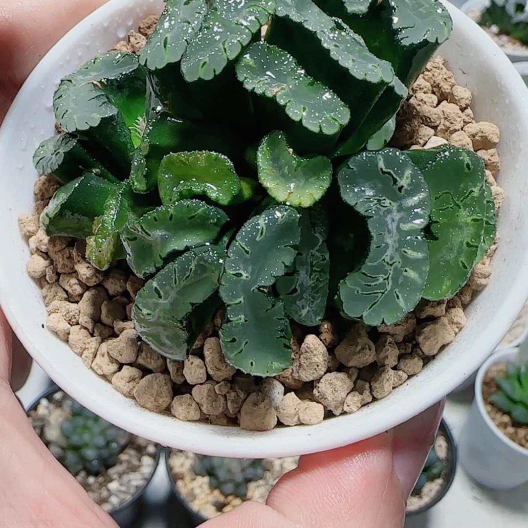 【闪购商品】万象盆蝴蝶夫人群生玉扇多肉