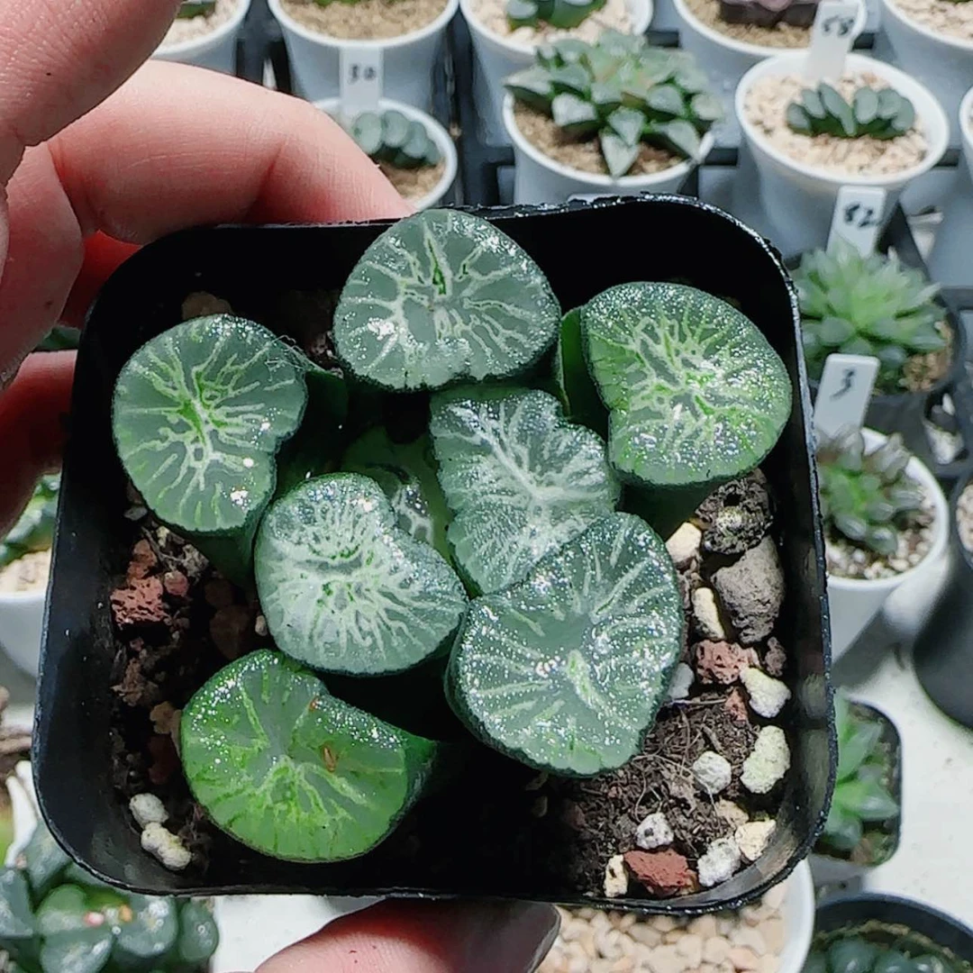 【闪购商品】翡翠龙万象