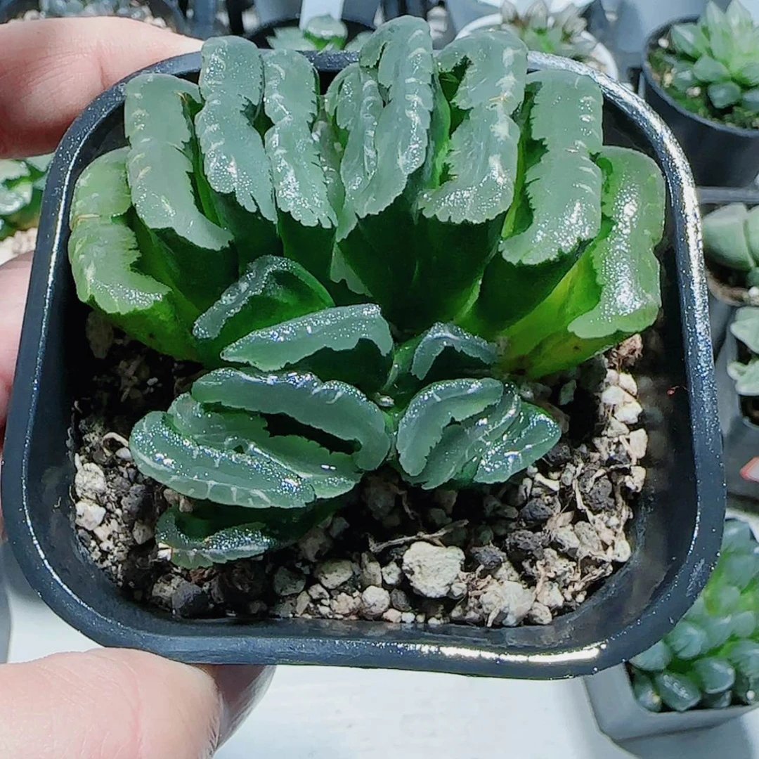 【闪购商品】小*名稻妻鬼盐城玉扇