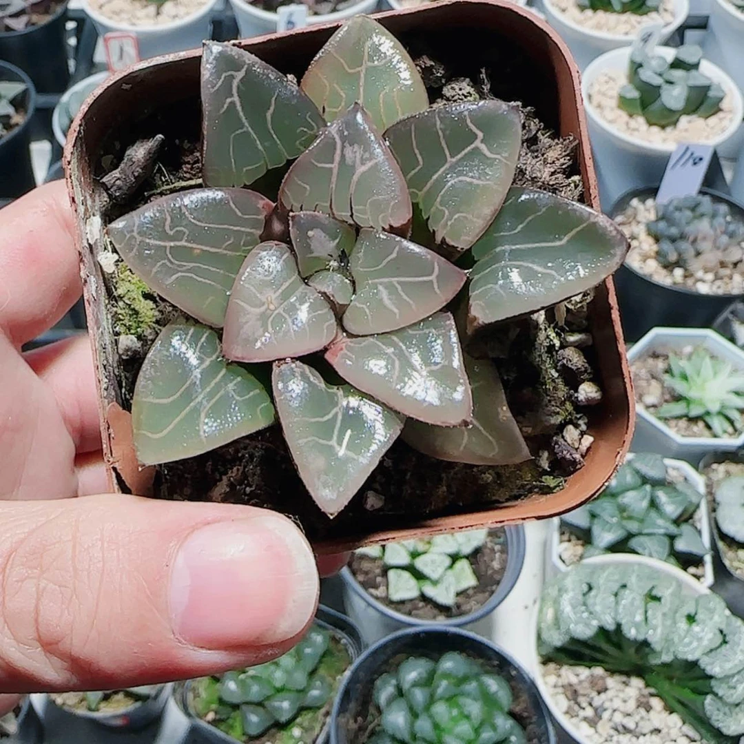 【闪购商品】菊*天池女神克