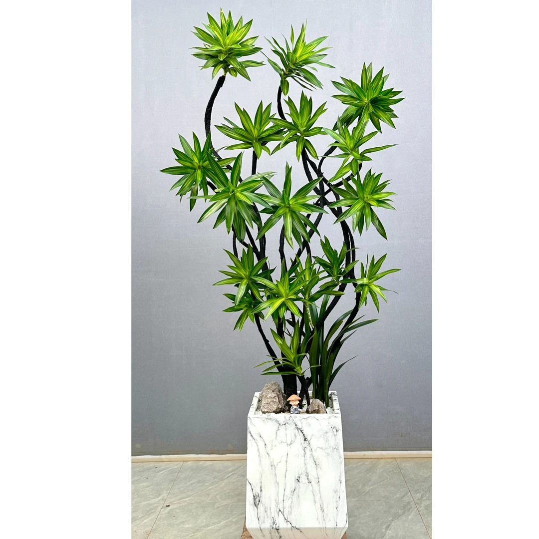 老桩造型金心百合竹大型室内客厅绿植北欧风家具植物美观