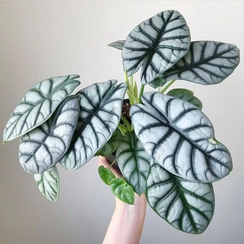 白犀牛龙鳞海芋水土培植物天鹅绒竹芋盆栽室内好养耐阴北欧风绿植