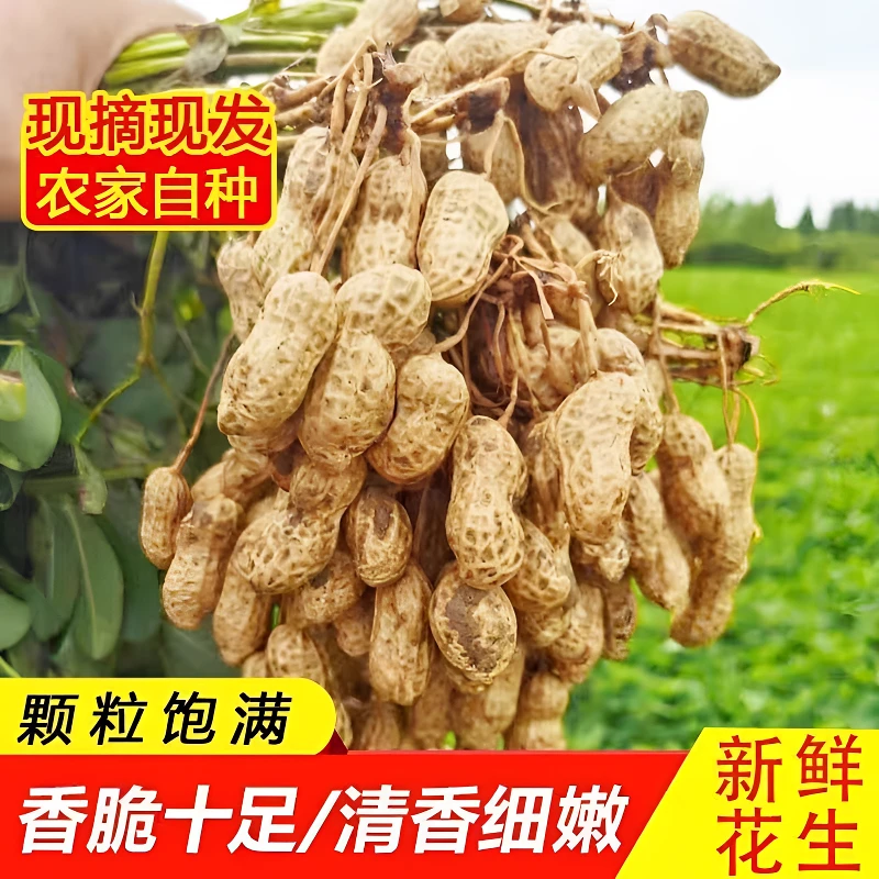 2024年新鲜花生湿花生带壳花生粉皮鲜花生可水煮花生批发品质好吃