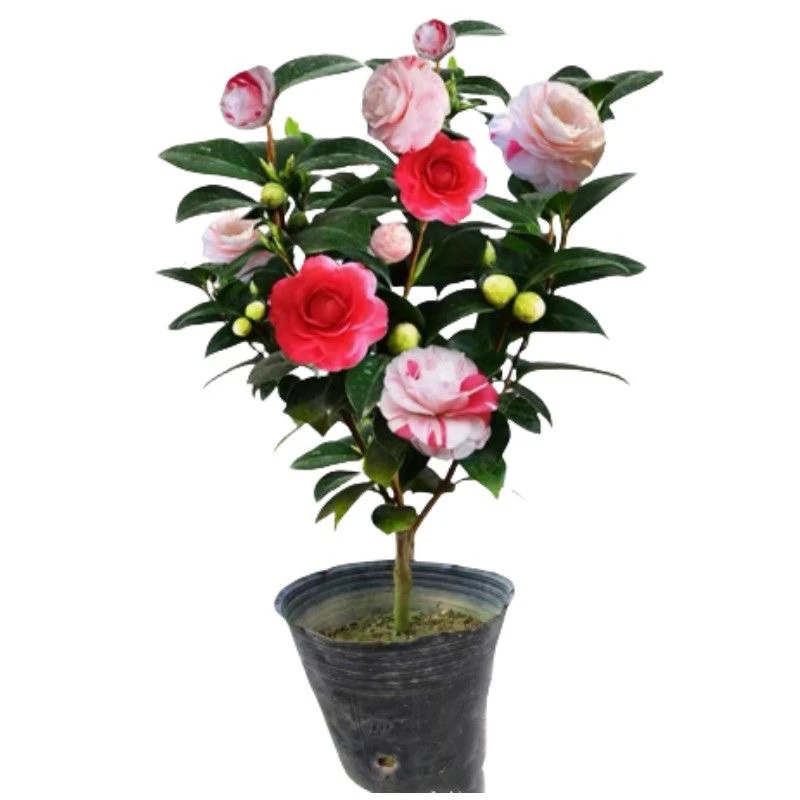 十八学士品种茶花