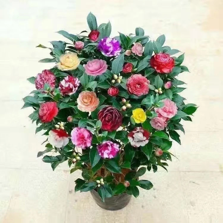 五色茶花一树开花多种颜色