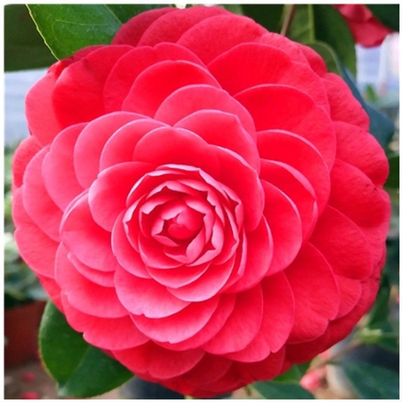 四季常青红赤丹茶花开花重瓣大花