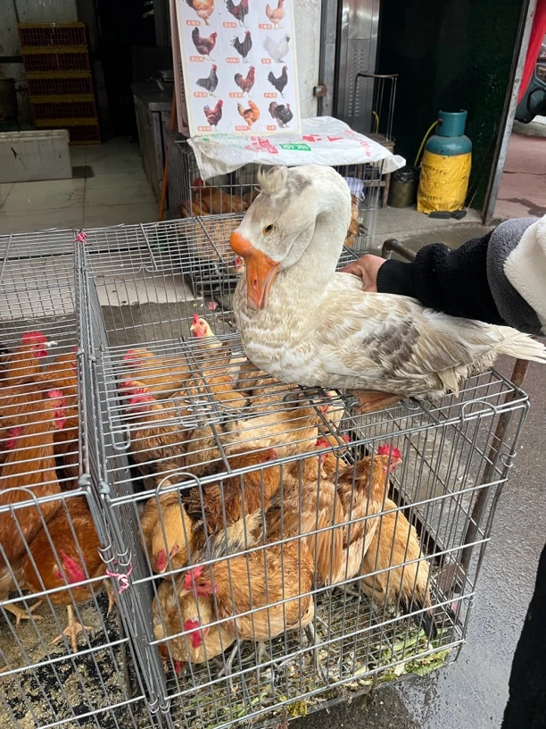 （左主任农产品）老鹅