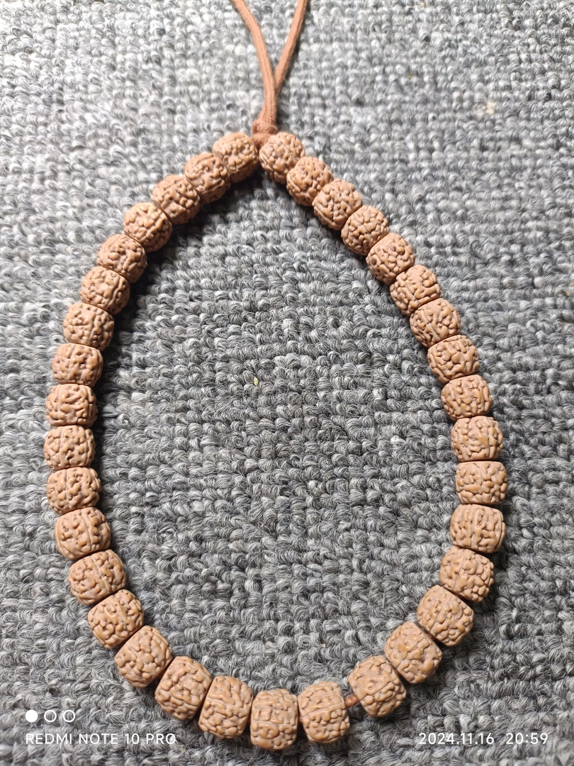 纯血葛地利一代龙单圈金刚菩提