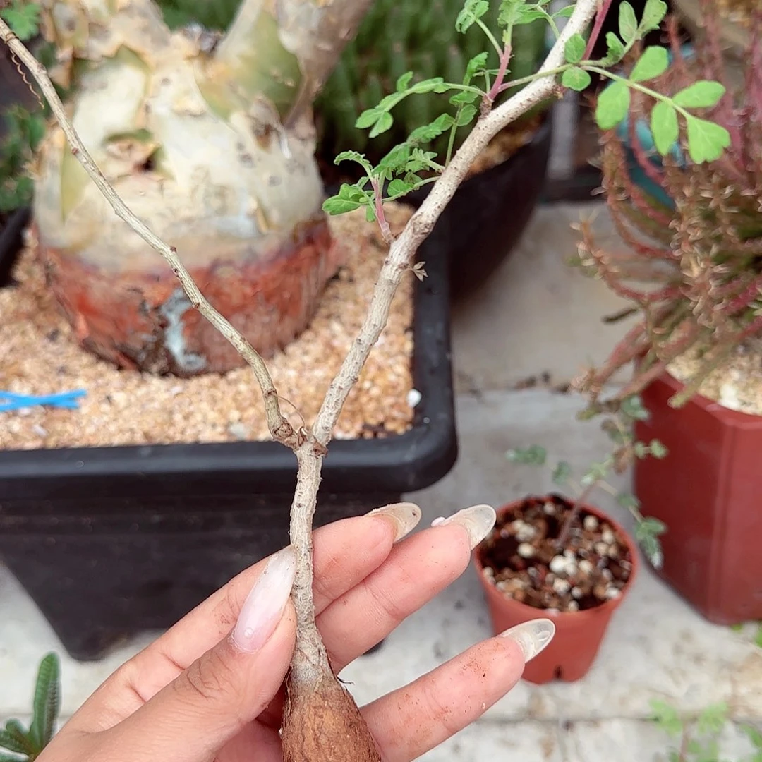 多肉植物橡木漆树实生