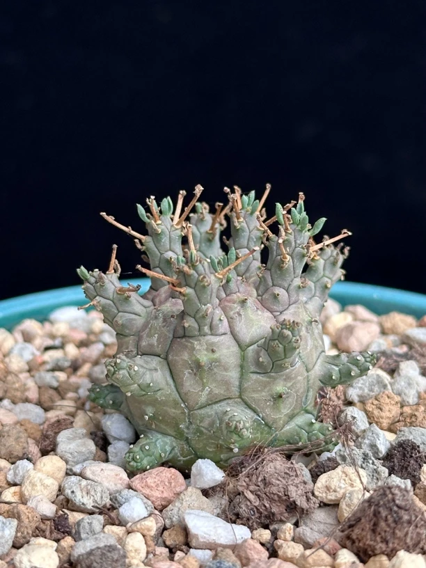 多肉植物 绿鬼玉脱土发货 随机发货
