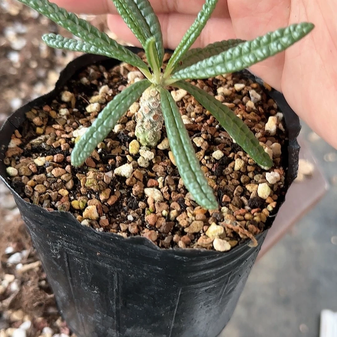 泡泡叶巨硫桑 多肉植物