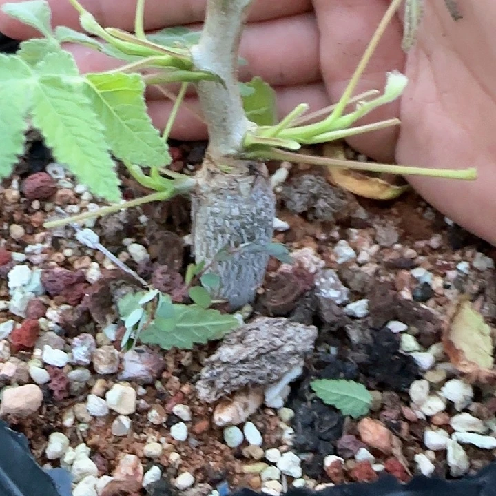 科帕裂榄 多肉植物