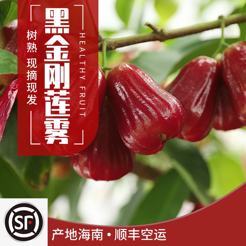 【顺丰空运】精选果王 黑金刚莲雾 新鲜采摘 脆嫩爽口 清甜多汁