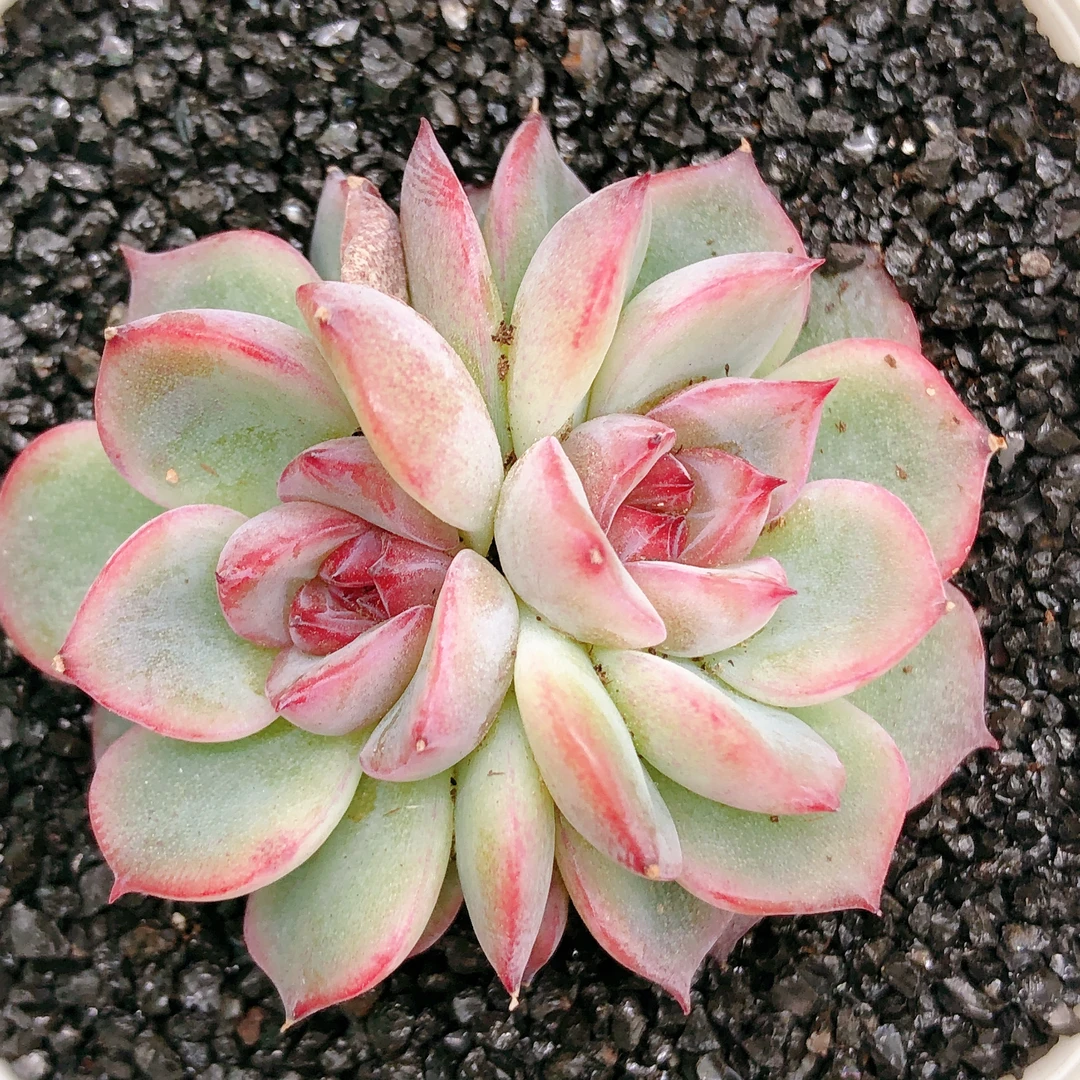 多肉植物  双头玉笛一颗嫌小慎拍！（尺寸3左右）满28包邮除偏远