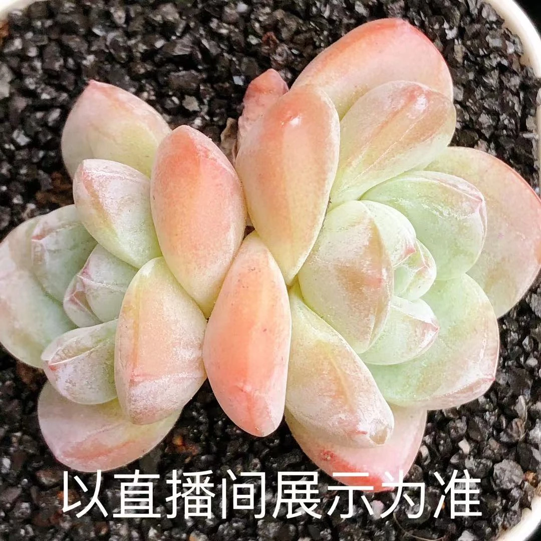 多肉植物 双头糖心冰玉一颗(尺寸4-5左右)满28包邮