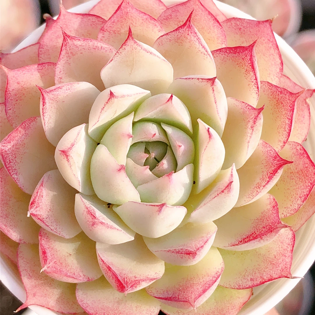 多肉植物  单头起小仙女女王一颗（尺寸4-5左右）全场满28包邮除偏