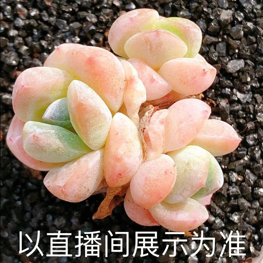 多肉  三头起丸叶冰玉朵朵花小桩一颗嫌小慎拍（尺寸3左右） 28包邮