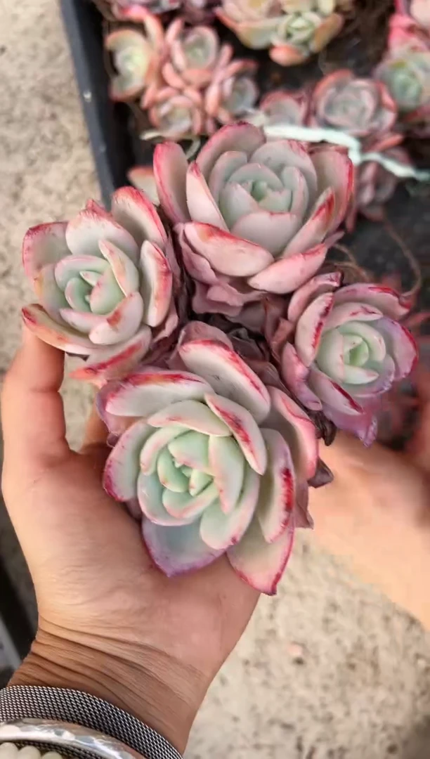 【闪购商品】四头布鲁兰一颗