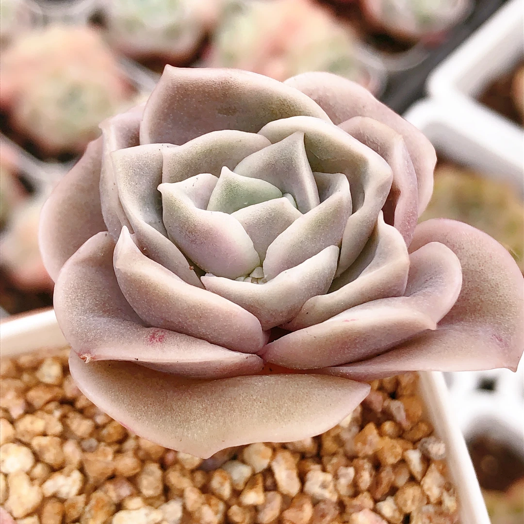 多肉植物  单头可爱玫瑰一颗（尺寸3-4左右） 全场满28包邮除偏远