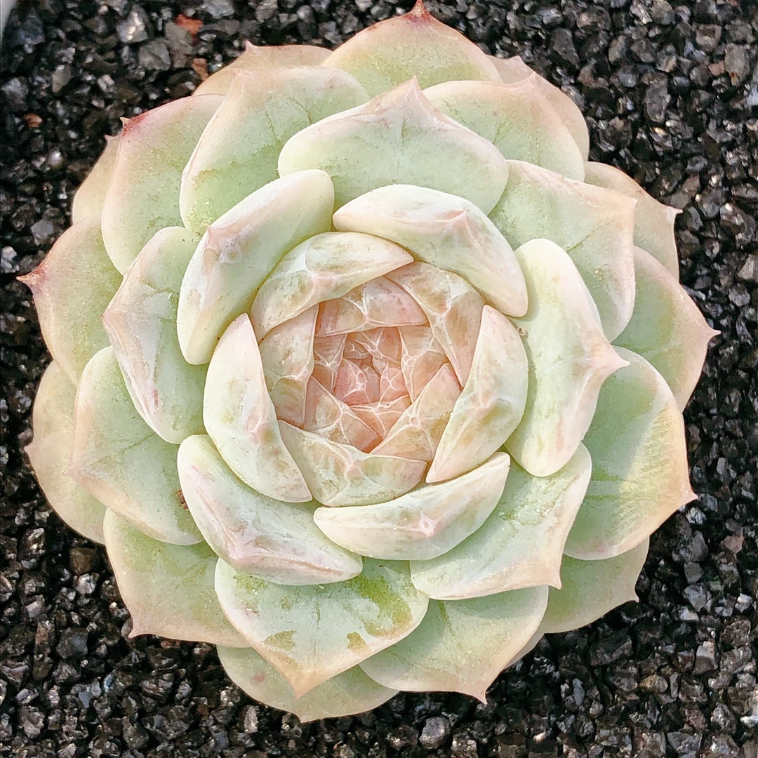 多肉植物 单头果酱一颗(尺寸4左右)满28包邮除偏远
