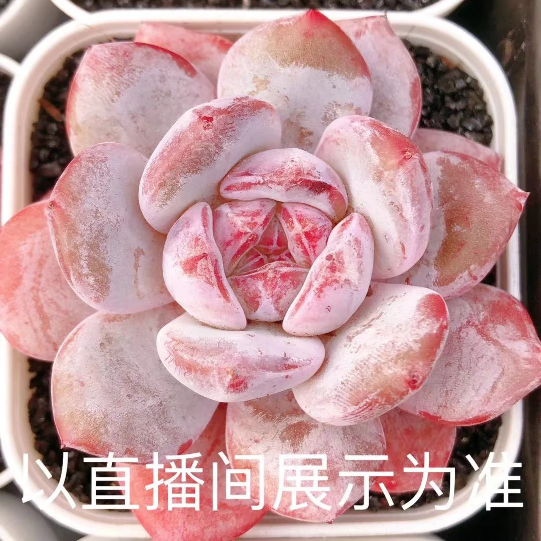 多肉植物   石榴心一颗（尺寸4-5左右）满28包邮除偏远