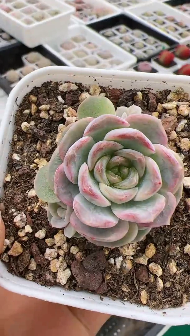 【闪购商品】熔晶单头一颗