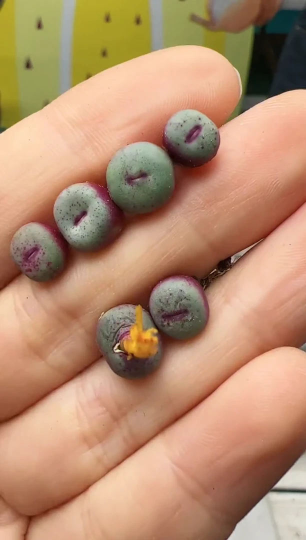 【闪购商品】48#bitt贝特芬红嘴一颗