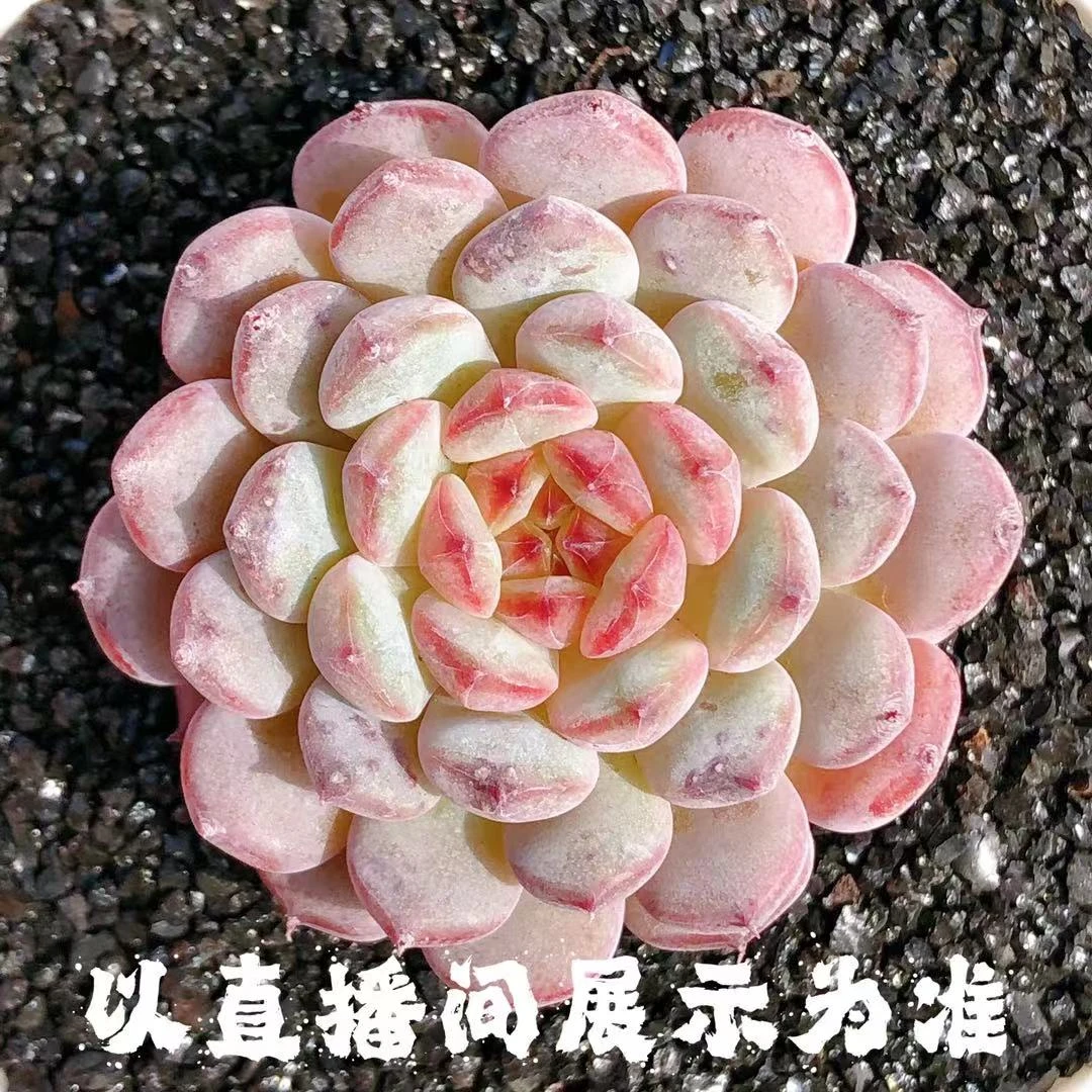 多肉植物   状态哈尼白胖子单头一颗（尺寸3-4左右）全场满28包邮