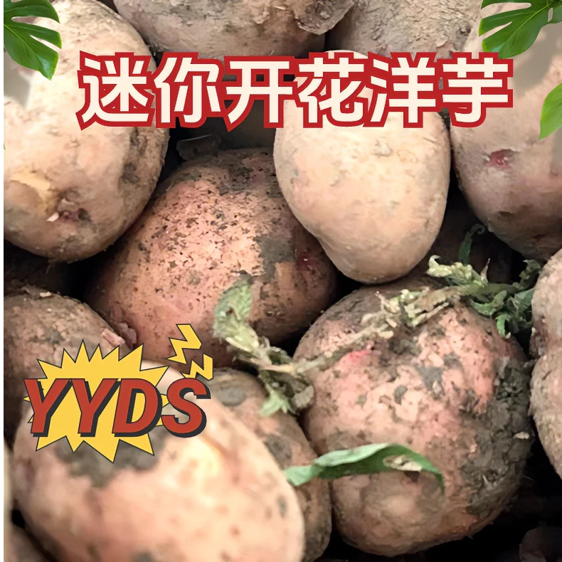云南东川李子沟开花洋芋迷你果  现挖现发  可用于油炸