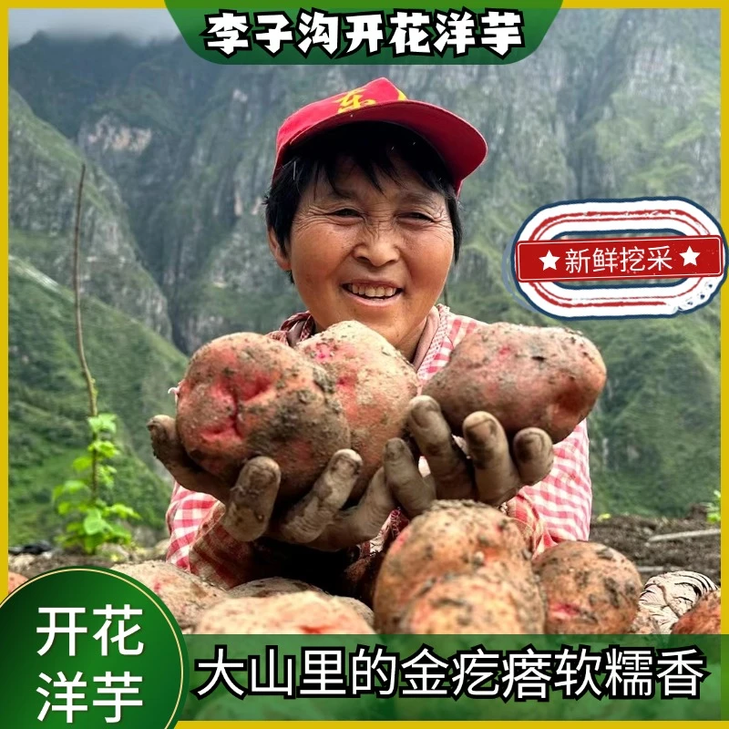 云南东川李子沟开花洋芋 开花土豆 现挖现发 个别不开花介意慎拍