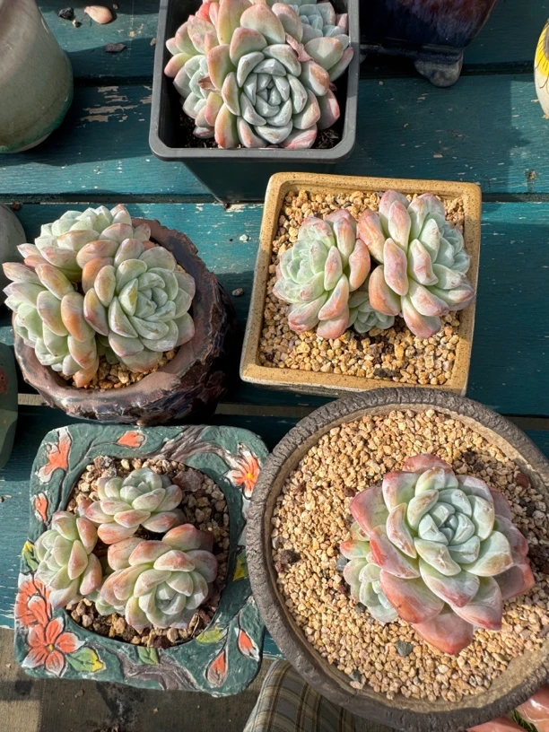 冰玉老桩一组5个多肉植物