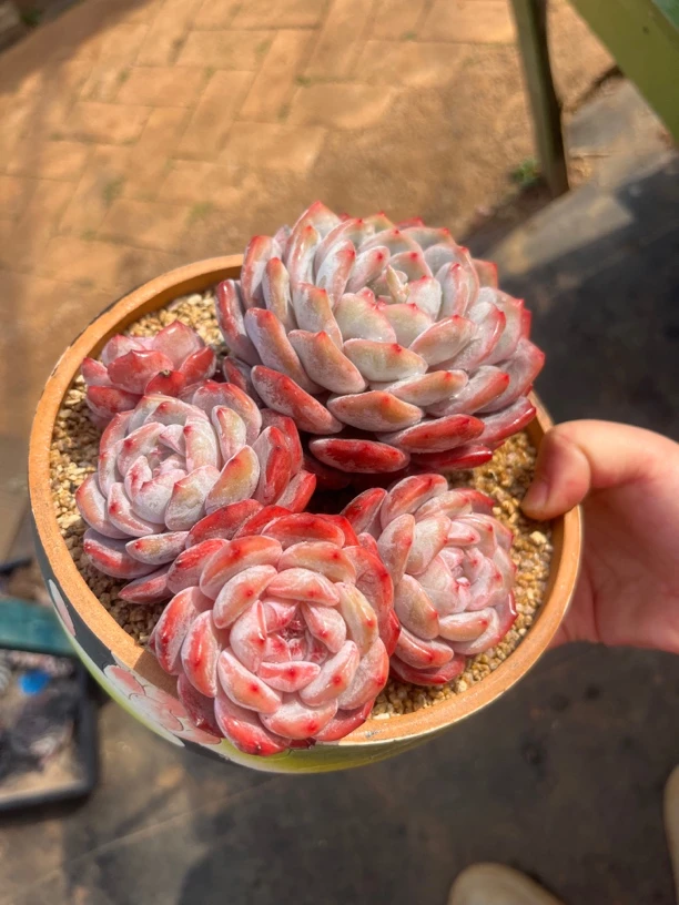 韩国橙梦露多肉植物