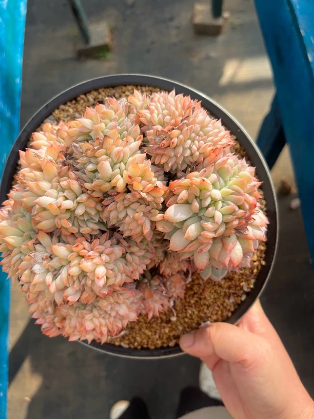 莎莎女王缀化老桩多肉植物