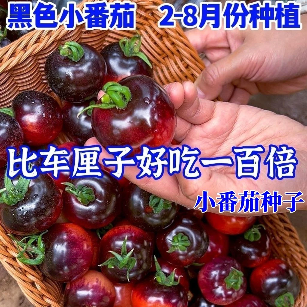 【亏冲】黑珍珠樱桃小番茄种黑色小西红柿生吃甜脆多汁花四月种植