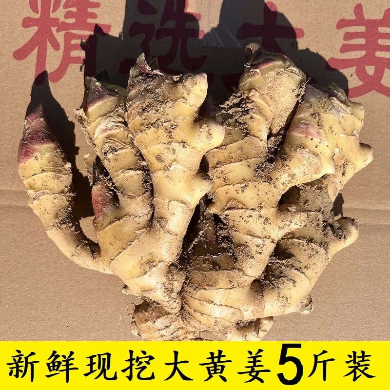 新鲜现挖2024年河南大姜大黄姜5斤装微带土红芽嫩姜