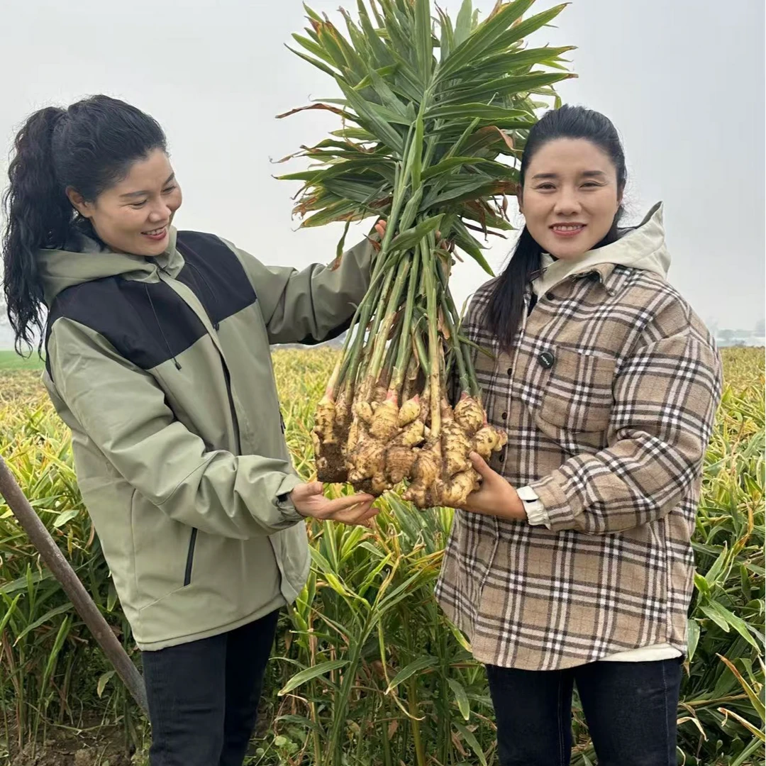 新鲜现挖2024年河南大姜大黄姜5斤装微带土红芽姜